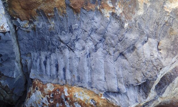 Βρετανία: Ανακαλύφθηκε γιγάντιο απολίθωμα σαρανταποδαρούσας