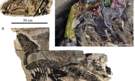 Ιταλία: Στο φως το μεγαλύτερο νεκροταφείο δεινοσαύρων, ηλικίας 80 εκατ. ετών