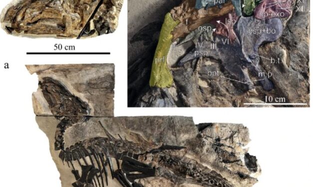 Ιταλία: Στο φως το μεγαλύτερο νεκροταφείο δεινοσαύρων, ηλικίας 80 εκατ. ετών