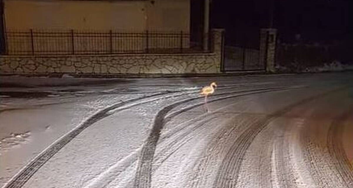 Καρπενήσι: Φλαμίνγκο κάνει βόλτα… μέσα στα χιόνια (Βίντεο)