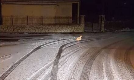 Καρπενήσι: Φλαμίνγκο κάνει βόλτα… μέσα στα χιόνια (Βίντεο)