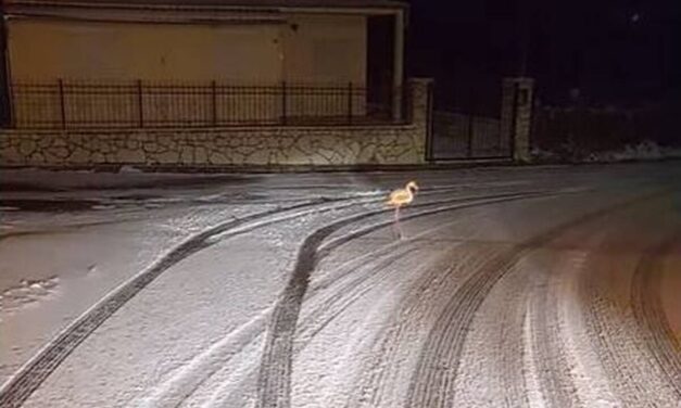 Καρπενήσι: Φλαμίνγκο κάνει βόλτα… μέσα στα χιόνια (Βίντεο)