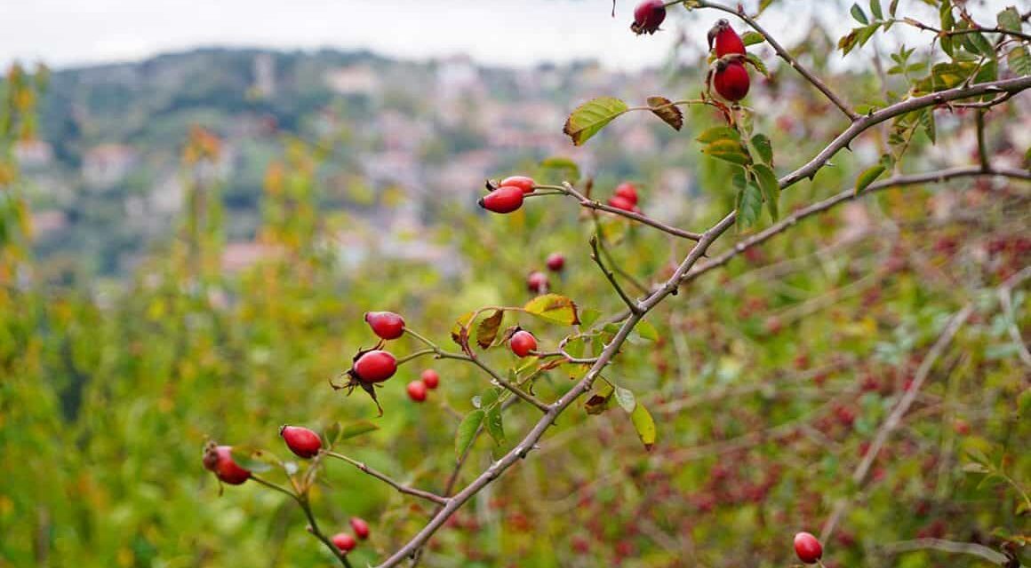 Καρυές: Ένας ορεινός παράδεισος στη Λακωνία