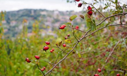 Καρυές: Ένας ορεινός παράδεισος στη Λακωνία