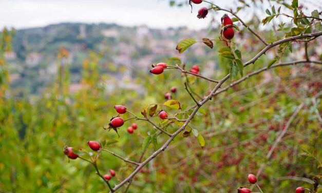 Καρυές: Ένας ορεινός παράδεισος στη Λακωνία