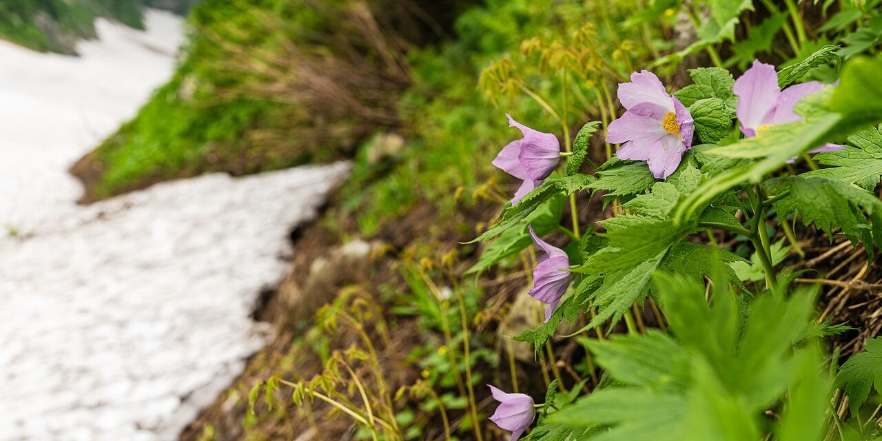 Πέντε σπάνια ενδημικά φυτά της Κρήτης γίνονται «φλέβα χρυσού» για την ελληνική γεωργία