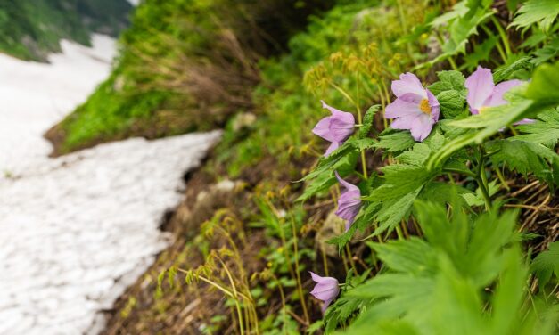 Πέντε σπάνια ενδημικά φυτά της Κρήτης γίνονται «φλέβα χρυσού» για την ελληνική γεωργία
