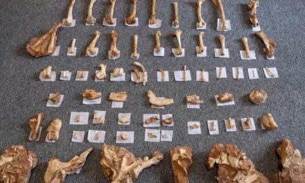 Ένα σύγχρονο Τζουράσικ Πάρκ στην Ελλάδα – Στο φως απολιθωμένα οστά ζώων που έζησαν πριν από 2 εκατ. χρόνια