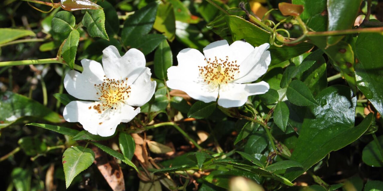 Ανακαλύπτοντας τον βοτανικό κήπο της Κεφαλονιάς
