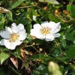 Ανακαλύπτοντας τον βοτανικό κήπο της Κεφαλονιάς