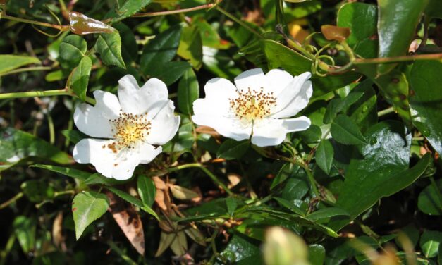 Ανακαλύπτοντας τον βοτανικό κήπο της Κεφαλονιάς