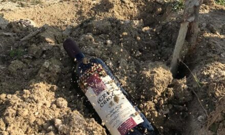 Χαλκιδική: Οινοποιείο «φυτεύει» μπουκάλια κρασί στο έδαφος – Μία ιδιαίτερη παλαίωση