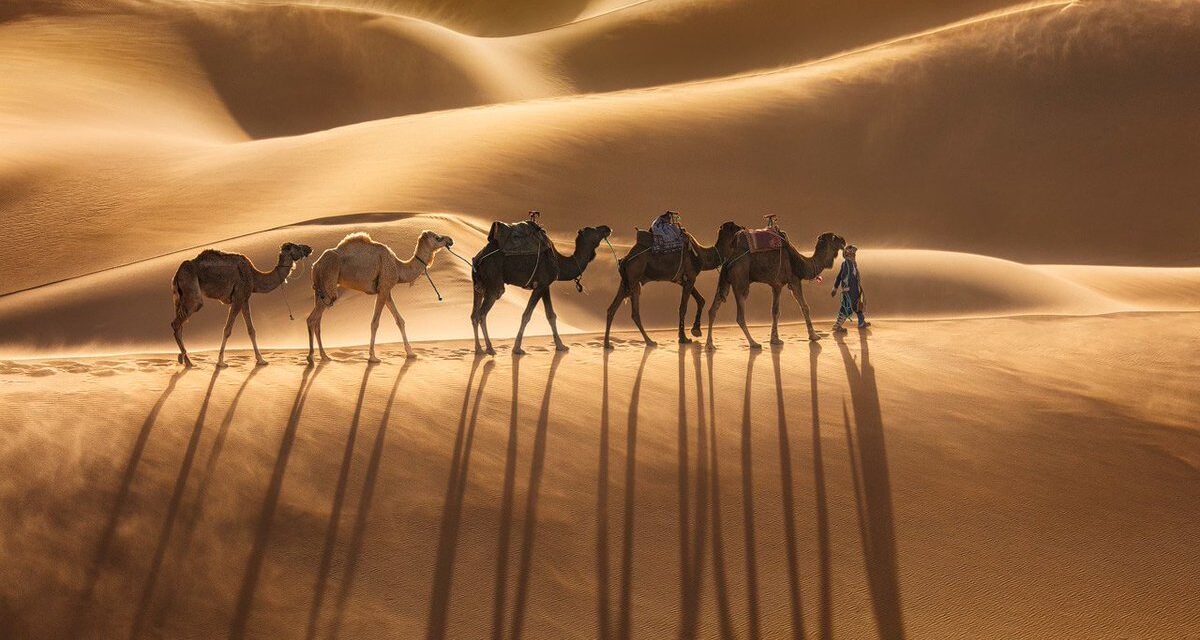 Σαουδική Αραβία: Το πρώτο ξενοδοχείο για… καμήλες στη μέση της ερήμου