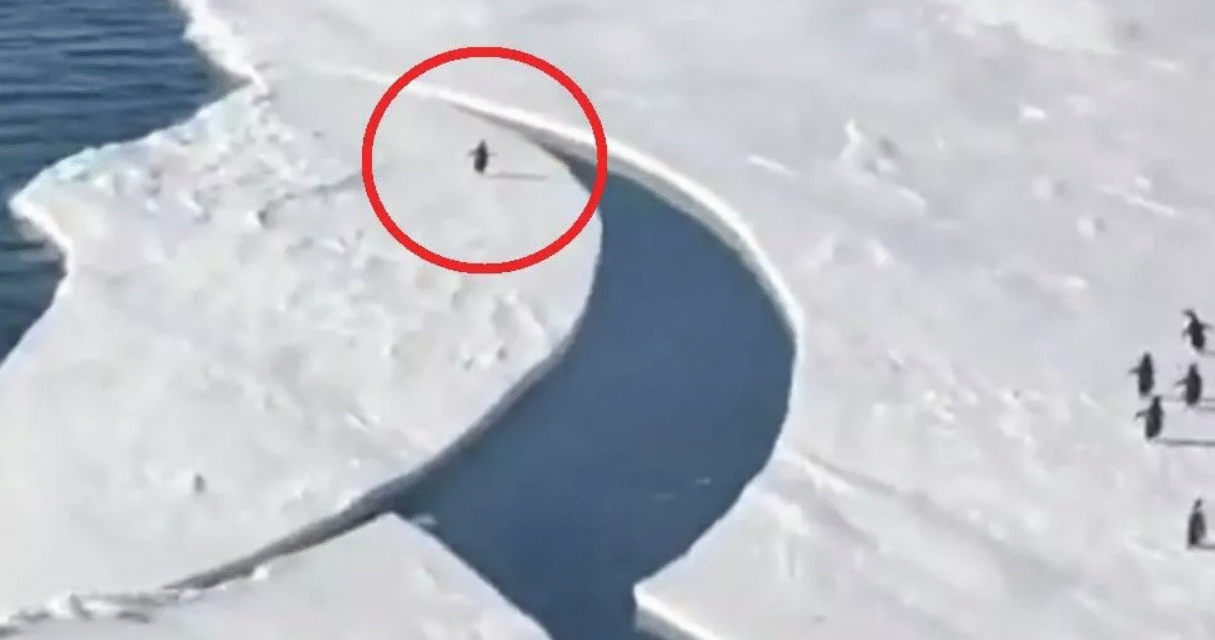 Πιγκουίνος τρέχει πανικόβλητος να προλάβει πριν λιώσεi το παγόβουνο και γίνεται viral! (vid)