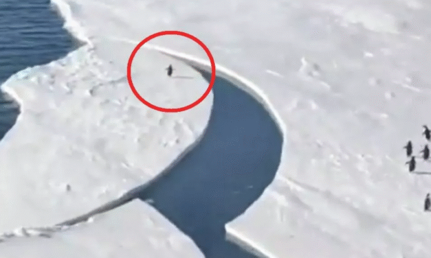 Πιγκουίνος τρέχει πανικόβλητος να προλάβει πριν λιώσεi το παγόβουνο και γίνεται viral! (vid)