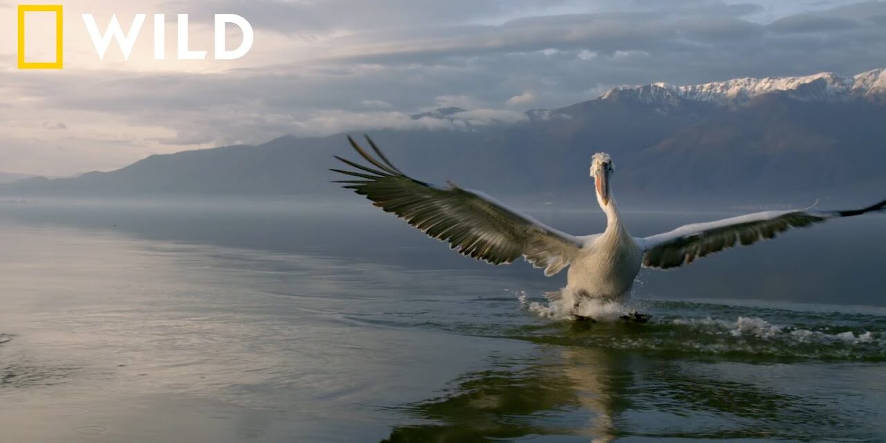 National Geographic WILD: Η Ελλάδα στο νέο επεισόδιο της σειράς «Κρυμμένα Θαύματα της Ευρώπης»