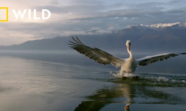 National Geographic WILD: Η Ελλάδα στο νέο επεισόδιο της σειράς «Κρυμμένα Θαύματα της Ευρώπης»