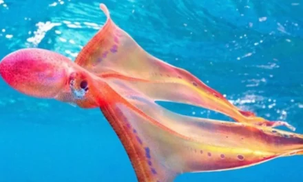 Ένα σπάνιο χταπόδι με εντυπωσιακά χρώματα εντοπίστηκε στην Αυστραλία (vid)