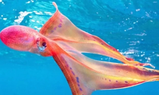 Ένα σπάνιο χταπόδι με εντυπωσιακά χρώματα εντοπίστηκε στην Αυστραλία (vid)