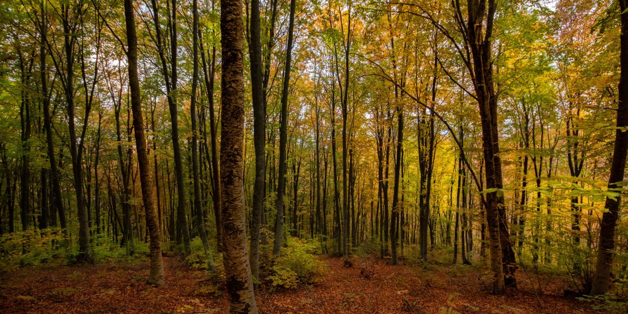 Ιδρύθηκε στη Δυτ. Μακεδονία το πρώτο ελληνικό “Πρότυπο Δάσος”