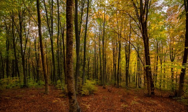 Ιδρύθηκε στη Δυτ. Μακεδονία το πρώτο ελληνικό “Πρότυπο Δάσος”