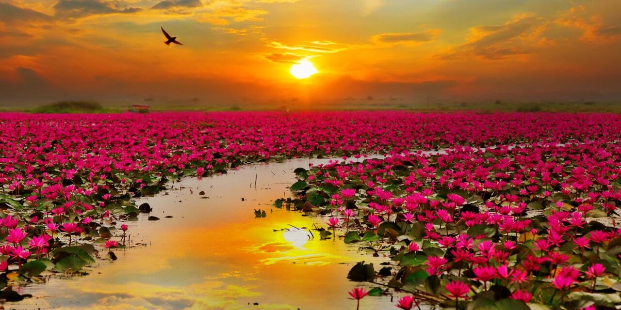 Εσείς ξέρετε που βρίσκεται η λίμνη με τα ροζ άνθη;