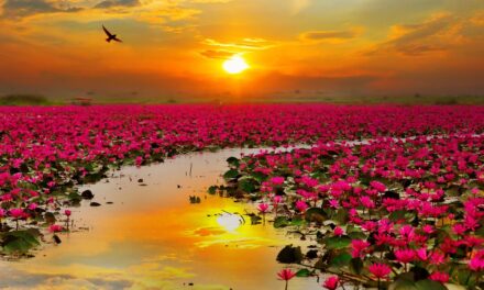 Εσείς ξέρετε που βρίσκεται η λίμνη με τα ροζ άνθη;