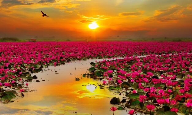 Εσείς ξέρετε που βρίσκεται η λίμνη με τα ροζ άνθη;