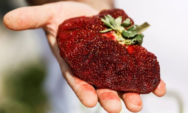 Ισραήλ: Μία γιγαντιαία φράουλα μπήκε στο βιβλίο Γκίνες