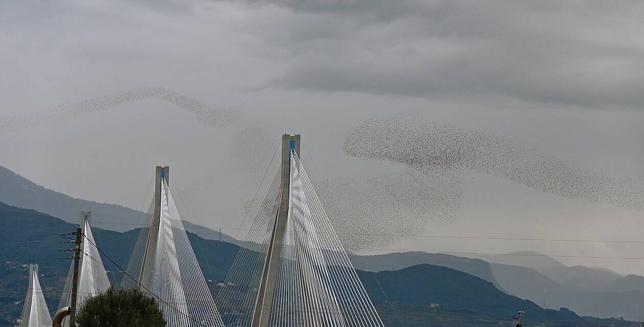 Μαγικές εικόνες στο Ρίο – Αντίρριο: Ψαρόνια σε εντυπωσιακούς σχηματισμούς πάνω από τη γέφυρα