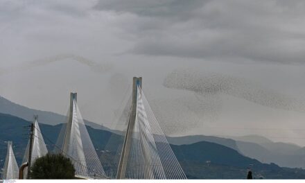 Μαγικές εικόνες στο Ρίο – Αντίρριο: Ψαρόνια σε εντυπωσιακούς σχηματισμούς πάνω από τη γέφυρα