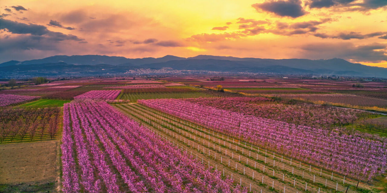 Ανθισμένες ροδακινιές στη Βέροια: Ένας υπέροχος τουριστικός προορισμός