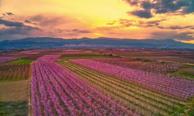 Ανθισμένες ροδακινιές στη Βέροια: Ένας υπέροχος τουριστικός προορισμός