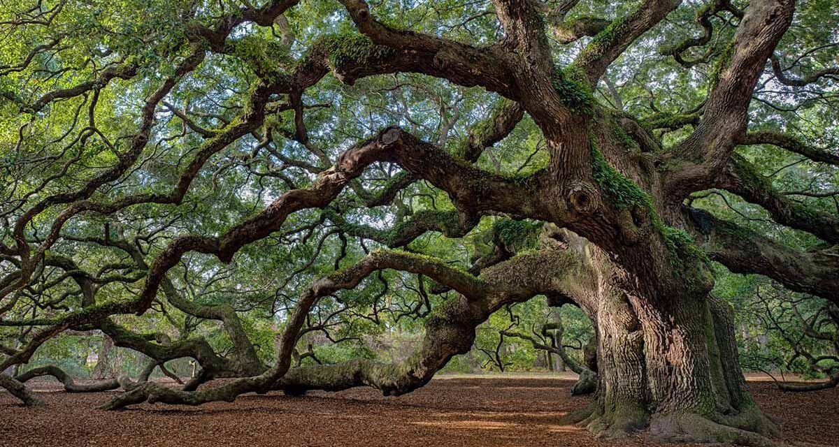 30 δέντρα άνω των 2.000 ετών έχουν εντοπιστεί στη Γη – Το πιο παλιό είναι 4.900 ετών
