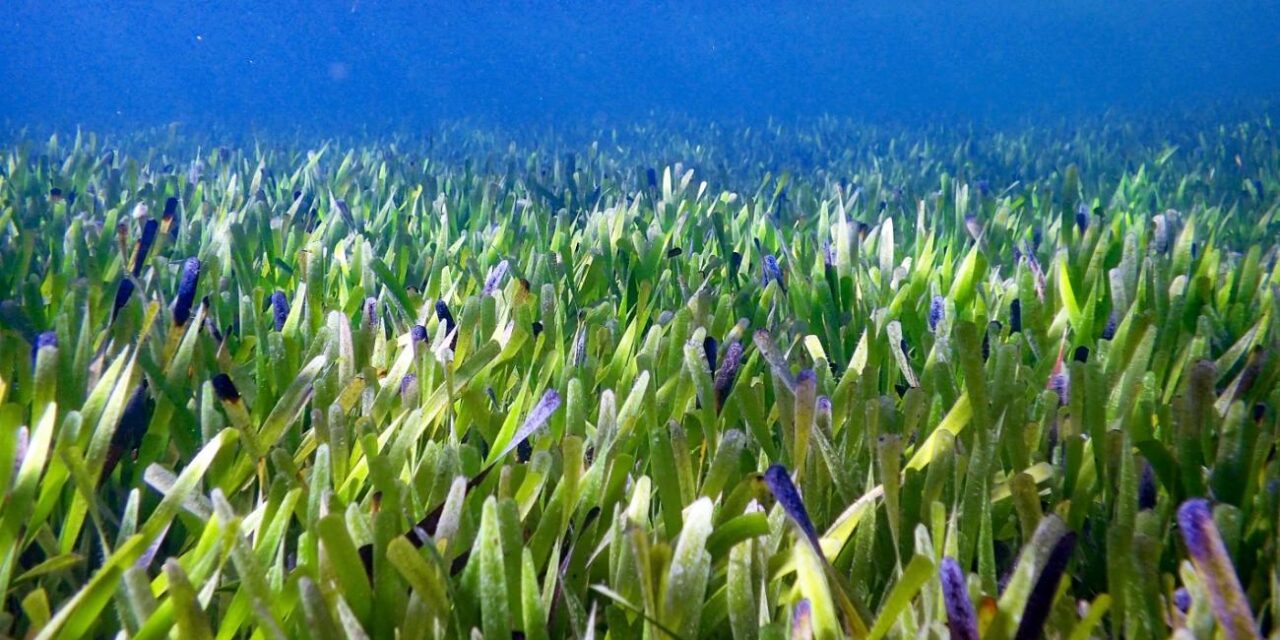 Αυτό το φυτό-κλώνος έχει έκταση όσο 20.000 ποδοσφαιρικά γήπεδα – Το μεγαλύτερο στον κόσμο