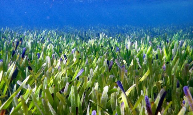 Αυτό το φυτό-κλώνος έχει έκταση όσο 20.000 ποδοσφαιρικά γήπεδα – Το μεγαλύτερο στον κόσμο