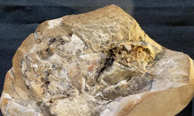 Αυστραλία: Βρέθηκε σε αρχαίο ψάρι το απολίθωμα της αρχαιότερης καρδιάς ηλικίας 380 εκατομμυρίων ετών