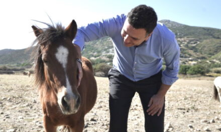 Κικίλιας: Διασώζουμε το Σκυριανό Άλογο, προστατευτούμε και αναδεικνύουμε την πολιτιστική μας κληρονομιά