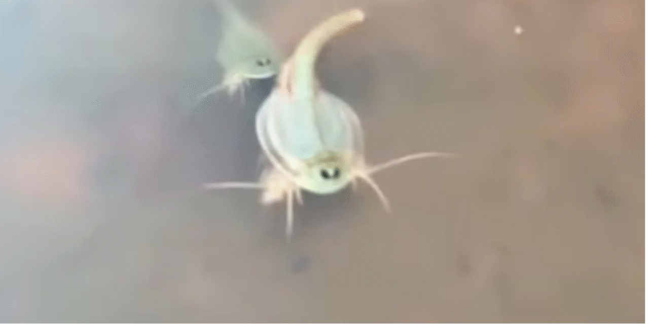 Αριζόνα: Τουρίστας ανακάλυψε προϊστορικά πλάσματα – Ζούσαν την εποχή των δεινοσαύρων