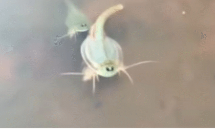 Αριζόνα: Τουρίστας ανακάλυψε προϊστορικά πλάσματα – Ζούσαν την εποχή των δεινοσαύρων