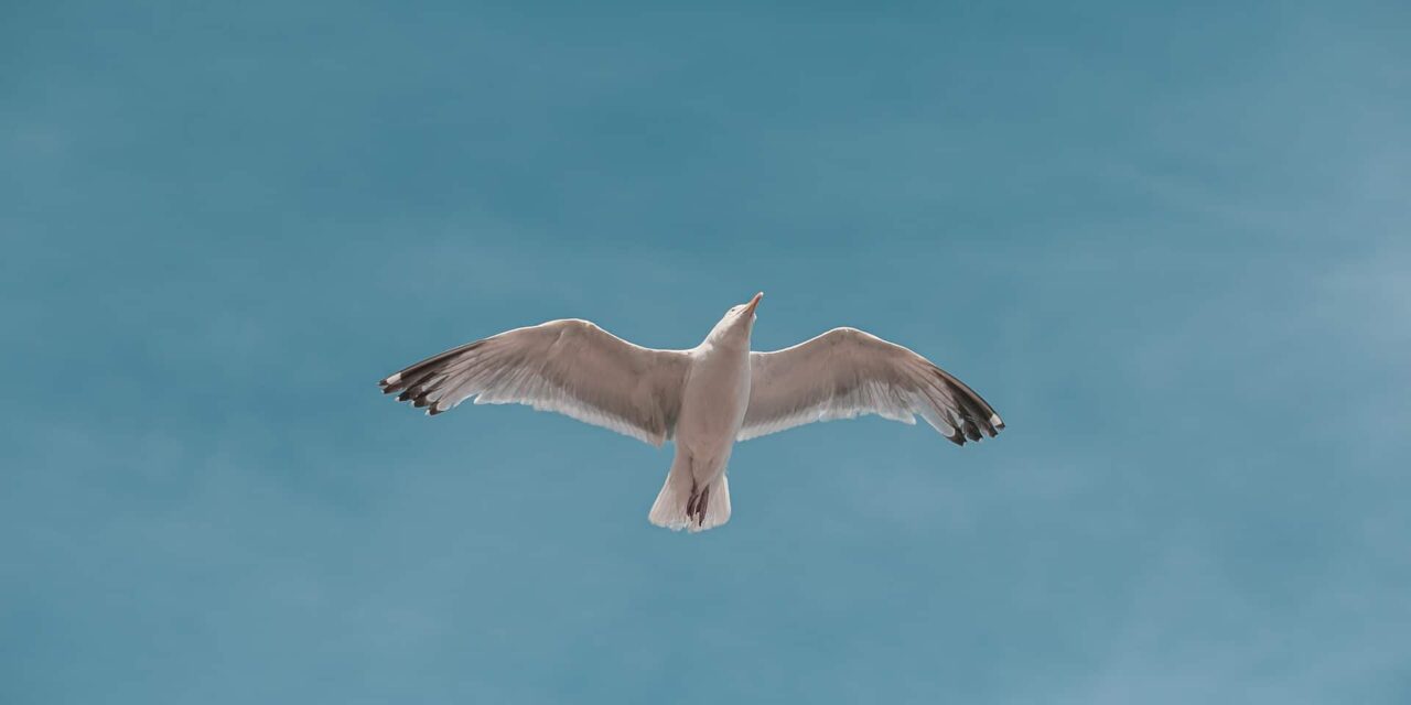 «Πτήση» για Ρεκόρ Γκίνες: Θαλασσοπούλι πέταξε από την Αλάσκα στην Αυστραλία χωρίς στάση