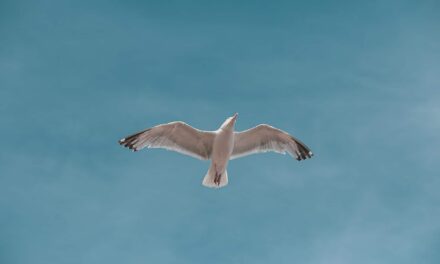 «Πτήση» για Ρεκόρ Γκίνες: Θαλασσοπούλι πέταξε από την Αλάσκα στην Αυστραλία χωρίς στάση