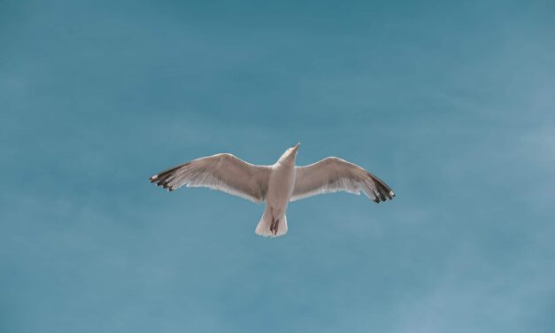 «Πτήση» για Ρεκόρ Γκίνες: Θαλασσοπούλι πέταξε από την Αλάσκα στην Αυστραλία χωρίς στάση