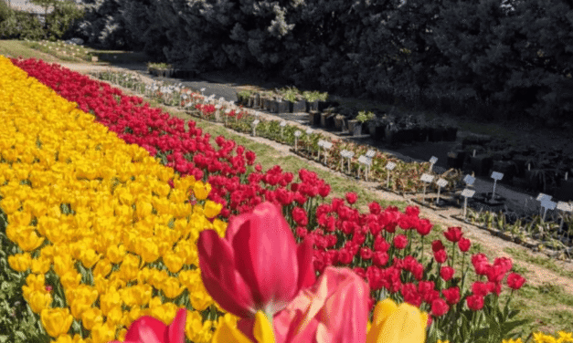 Ένα μικρό τρίχρωμο λιβάδι με τουλίπες άνθισε στη Θέρμη