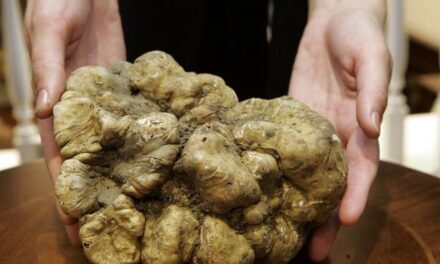 Μετέωρα: To Moυσείο Φυσικής Ιστορίας διοργανώνει την 1η Πανελλήνια Γιορτή Τρούφας