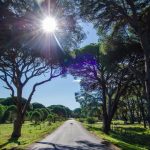 Γνωρίζετε το μεγαλύτερο παραθαλάσσιο δάσος της χώρας;