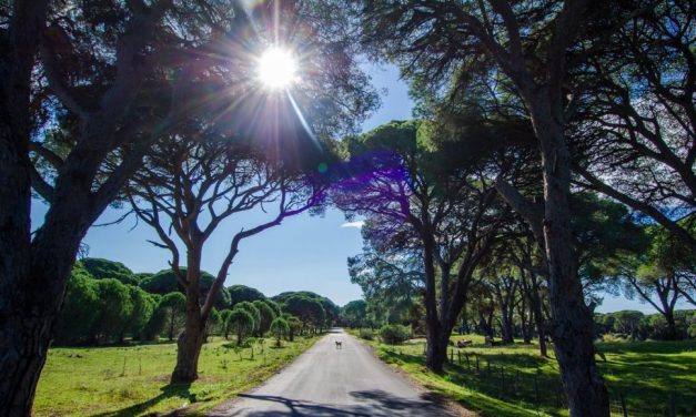 Γνωρίζετε το μεγαλύτερο παραθαλάσσιο δάσος της χώρας;