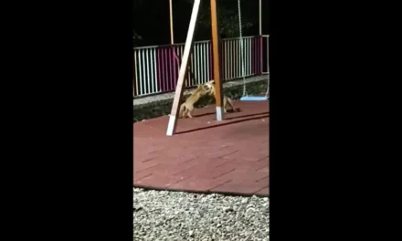 Κόνιτσα: Αλεπούδες κάνουν στέκι τους… παιδική χαρά