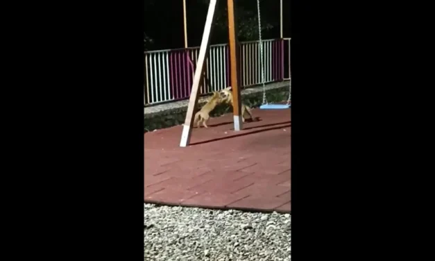 Κόνιτσα: Αλεπούδες κάνουν στέκι τους… παιδική χαρά