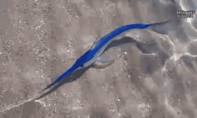 Μία μπλε βασιλική ζαργάνα εντυπωσίασε μικρούς και μεγάλους σε παραλία στο Ναύπλιο